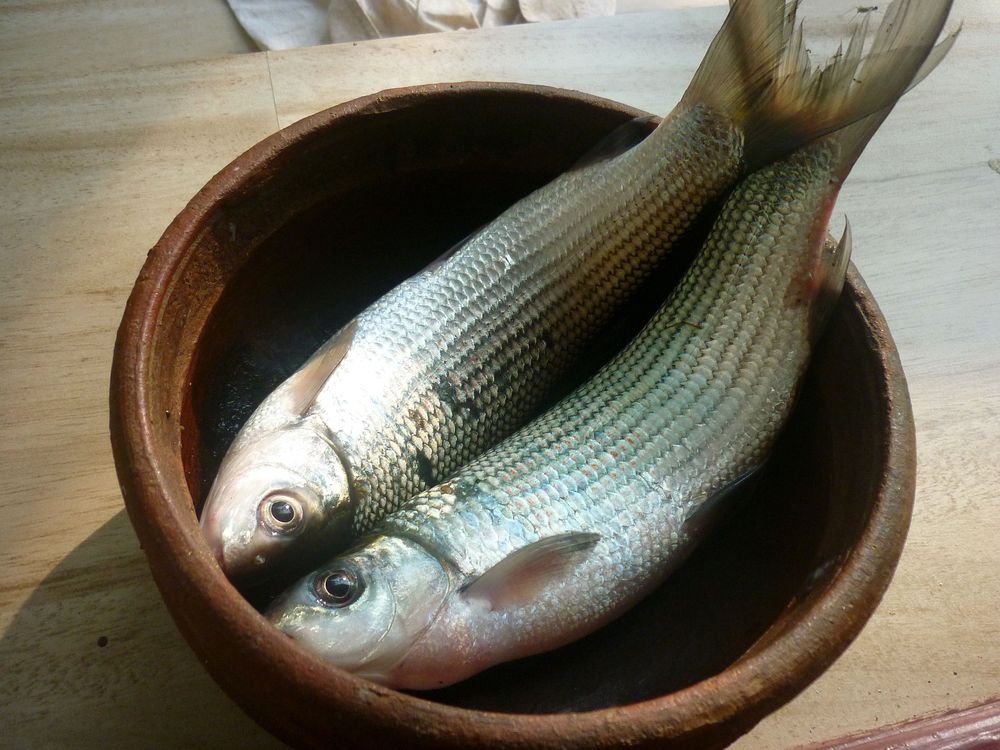Thooli fish