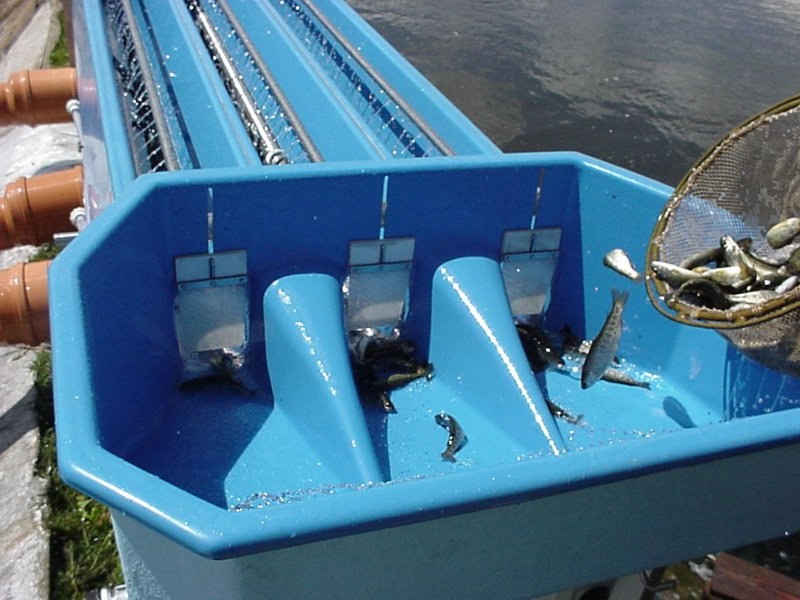 از دیگر مزیت های دستگاه سورتینگ ماهی ، کاهش مرگ و میر ماهی ها در حوضچه های بزرگ است
